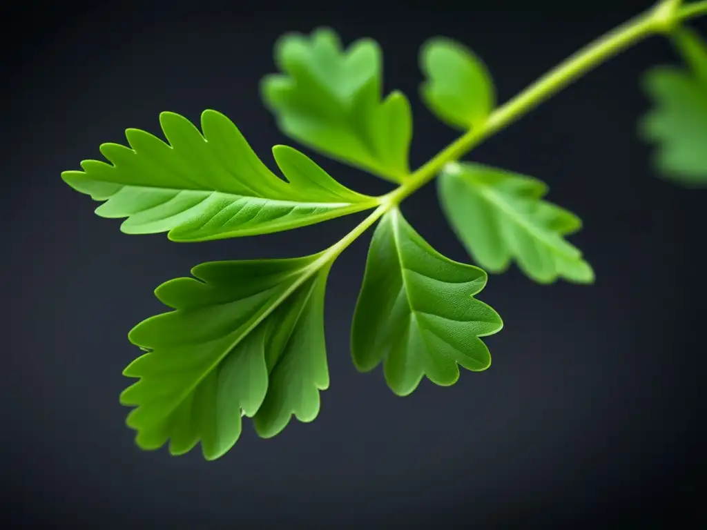 Una imagen minimalista de una ramita de cilantro fresco suspendida en el aire sobre un fondo oscuro