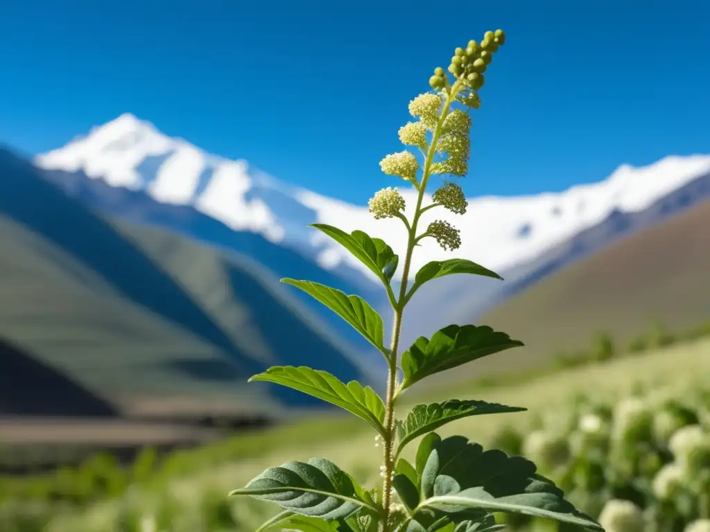 Quinua en los Andes: planta minimalista y abstracta que simboliza la adaptabilidad y pureza de este 