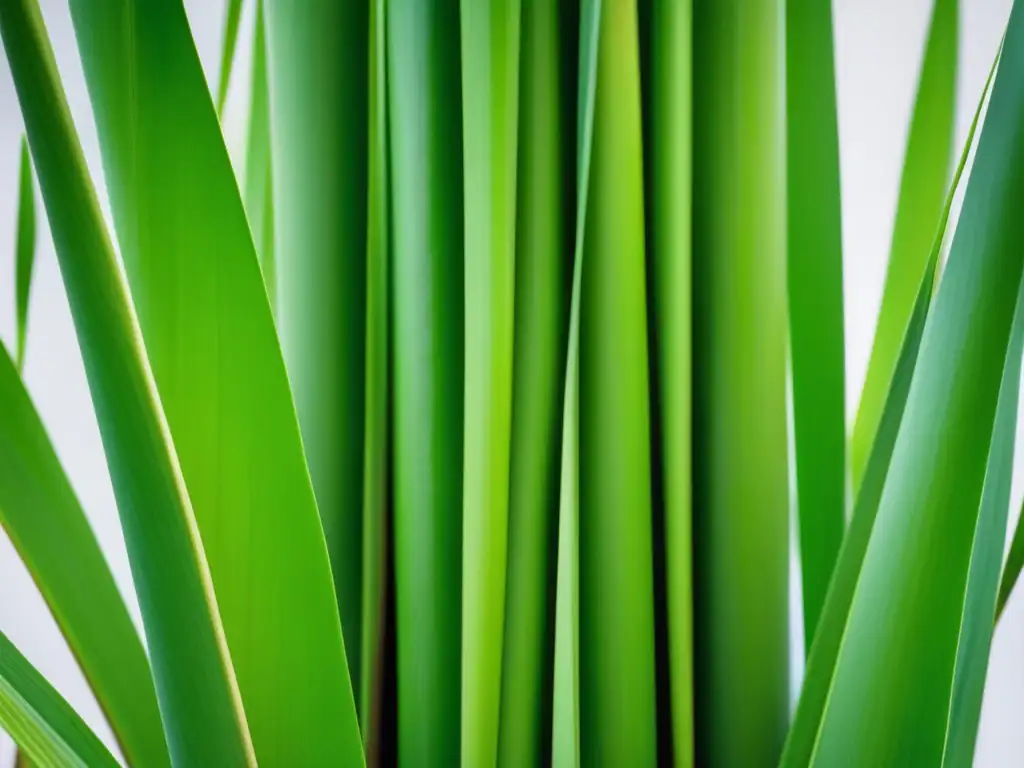 Imagen de una planta de caña de azúcar en tonos verdes vibrantes, con hojas, tallos y textura detallada